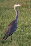 Grey Heron    Ardea cinerea 