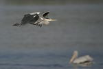 Grey Heron   