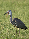 Grey Heron    Ardea cinerea 