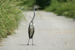 Grey Heron    