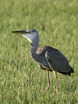 Grey Heron    Ardea cinerea 