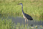 Grey Heron    Ardea cinerea 