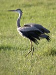 Grey Heron    