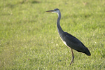 Grey Heron    Ardea cinerea 