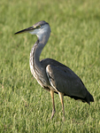 Grey Heron    Ardea cinerea 