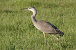 Grey Heron    Ardea cinerea 