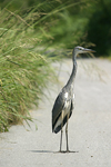 Grey Heron    Ardea cinerea 