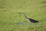 Grey Heron    