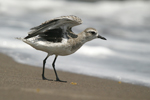 Grey Plover    