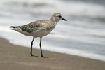 Grey Plover    Pluvialis squatarola