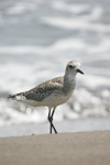 Grey Plover    Pluvialis squatarola