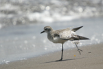 Grey Plover    