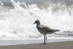 Grey Plover    