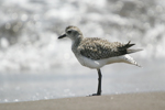 Grey Plover    