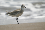 Grey Plover    