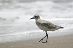 Grey Plover    Pluvialis squatarola