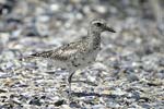 Grey Plover   