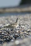 Grey Plover   Pluvialis squatarola