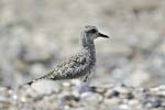 Grey Plover   