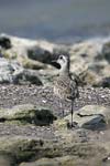 Grey Plover   