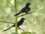 Groove-billed Ani    Crotophaga sulcirostris