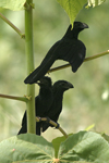 Groove-billed Ani    Crotophaga sulcirostris