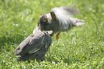 Helmeted Guineafowl   