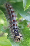 Gypsy Moth   Lymantria dispar