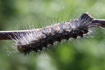 Gypsy Moth   Lymantria dispar