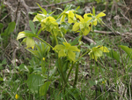 Fragrant Hellebore    Helleborus odorus