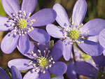     Hepatica triloba