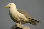 Herring Gull    