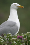 Herring Gull    