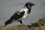 Hooded Crow    Corvus corone cornix 