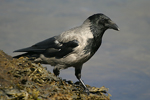     Corvus corone cornix 