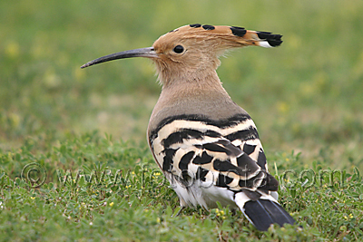 ФотоБиота – Птици - Папуняк - Upupa epops - Hoopoe