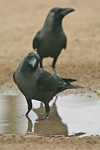      Corvus splendens