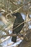      Corvus splendens