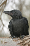 House Crow   Corvus splendens