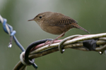 House Wren    Troglodytes aedon