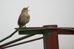 House Wren    Troglodytes aedon