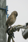 House Wren    Troglodytes aedon