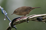 House Wren    