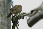 House Wren    Troglodytes aedon