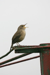 House Wren    Troglodytes aedon