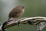 House Wren    Troglodytes aedon