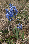 Hyacinthella leucophaea    Hyacinthella leucophaea