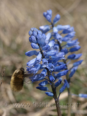       Hyacinthella leucophaea