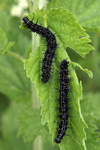 European Peacock Butterfly    