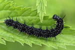 European Peacock Butterfly    